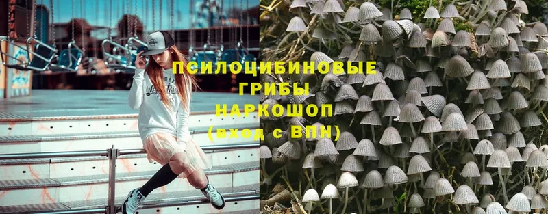 как найти наркотики  Алушта  Псилоцибиновые грибы Cubensis 